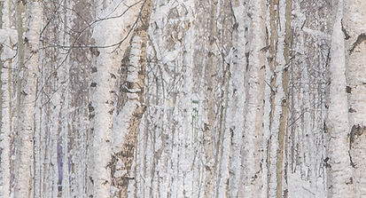 Bosco di betulle in inverno