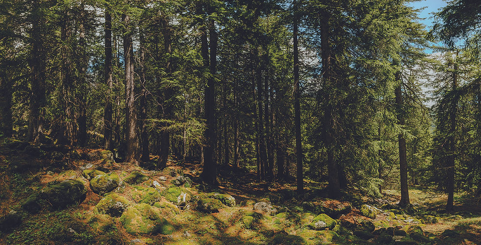 Miage Forest