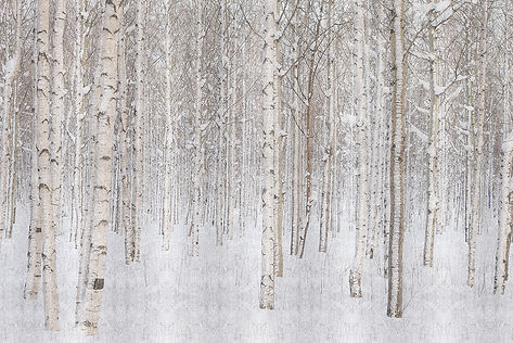 Bosco di betulle in inverno