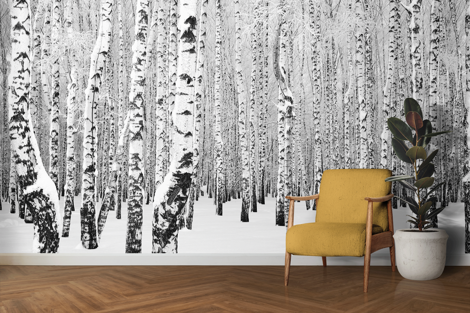 Le betulle in inverno