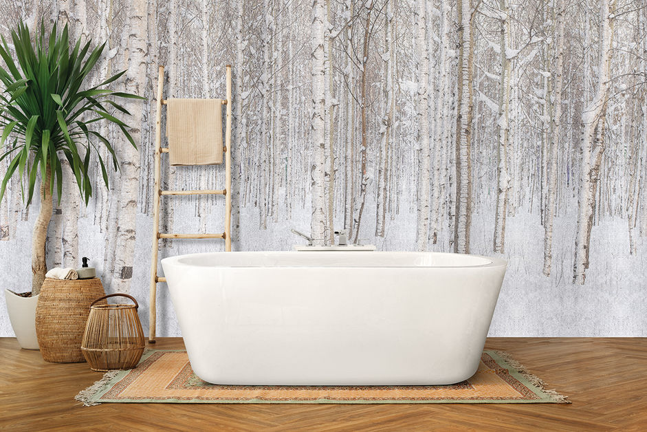 Bosco di betulle in inverno