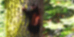 Black bear 1