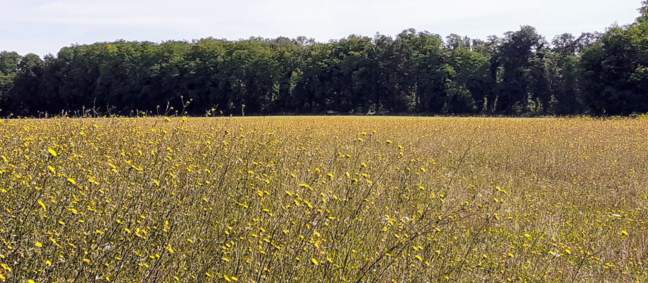 Corbeny to Guignicourt