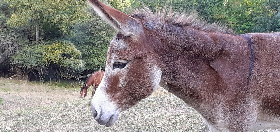 Vernayaz to Orsieres