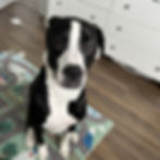 Snoopy