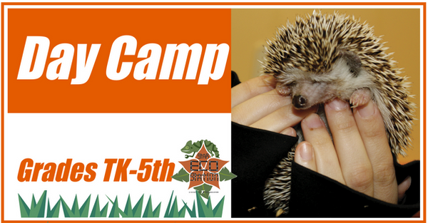Day_Camp_Eco_Graphics-Layout 1.png