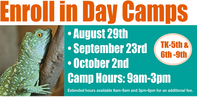 Day Camps Header-Layout 1.png