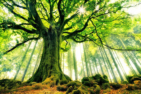 arbre