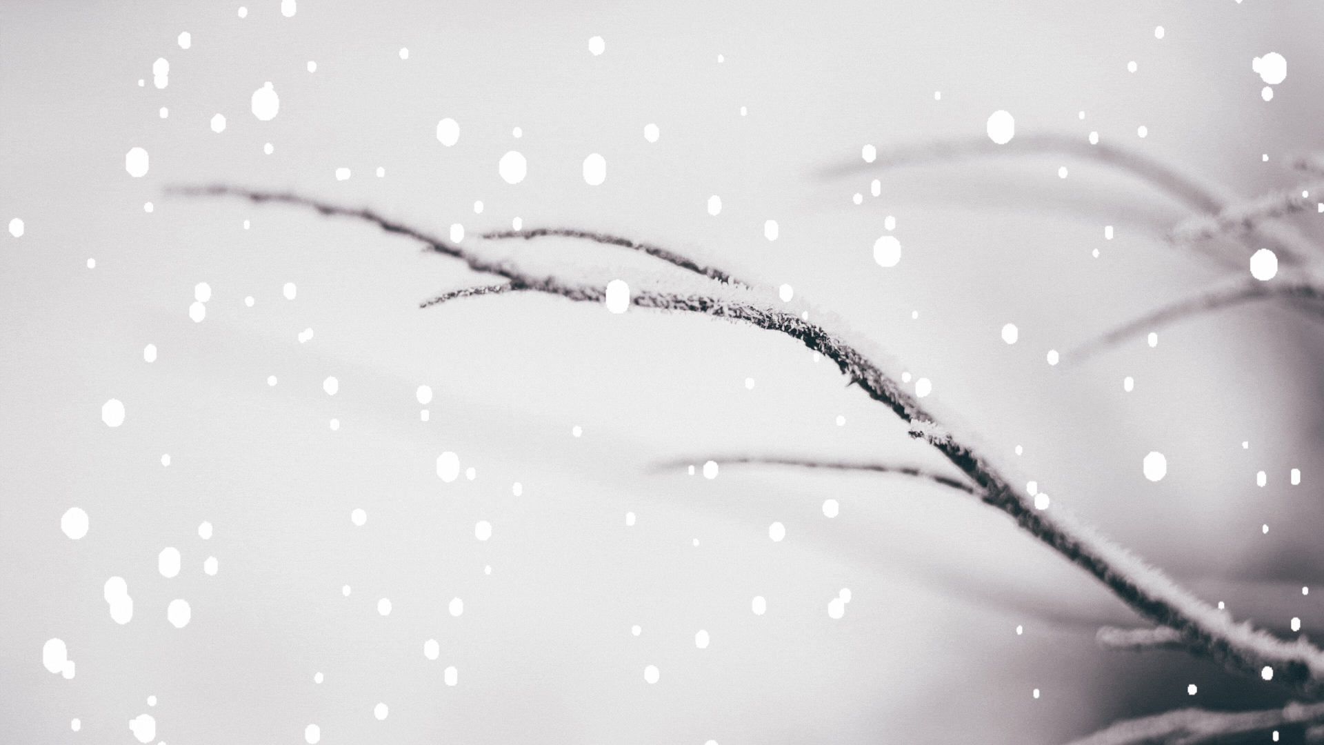 White Minimalist Winter is Coming Animated Facebook Post.gif