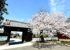 門前の桜3.jpg