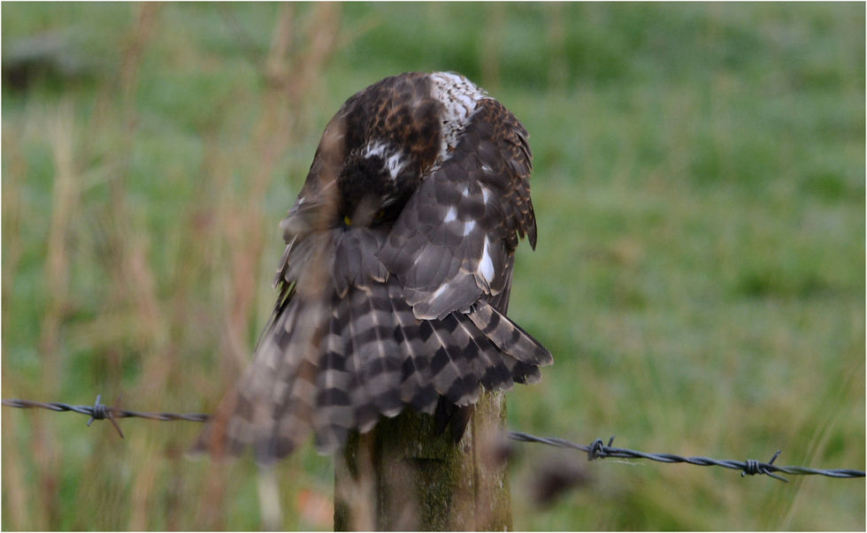 SparrowHawk1