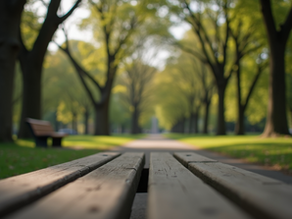 a peaceful park bench aong a path