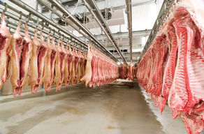 Exportações de carne suína batem recorde histórico em setembro