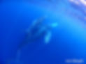 LINE_ALBUM_ザトウクジラ_250903_4.jpg