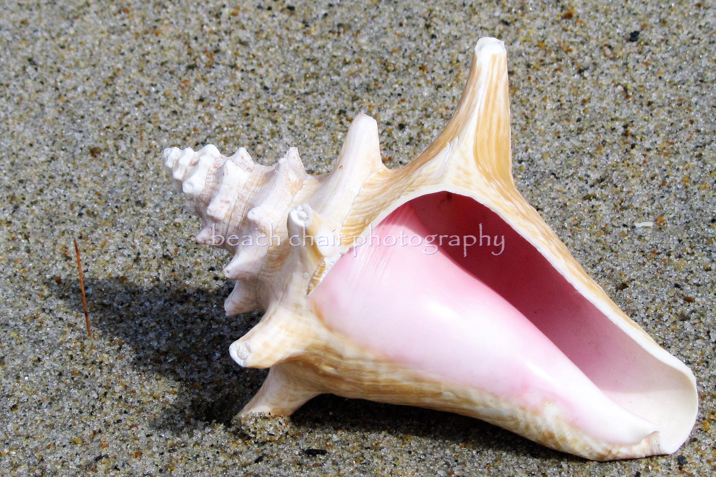 Conch Shell