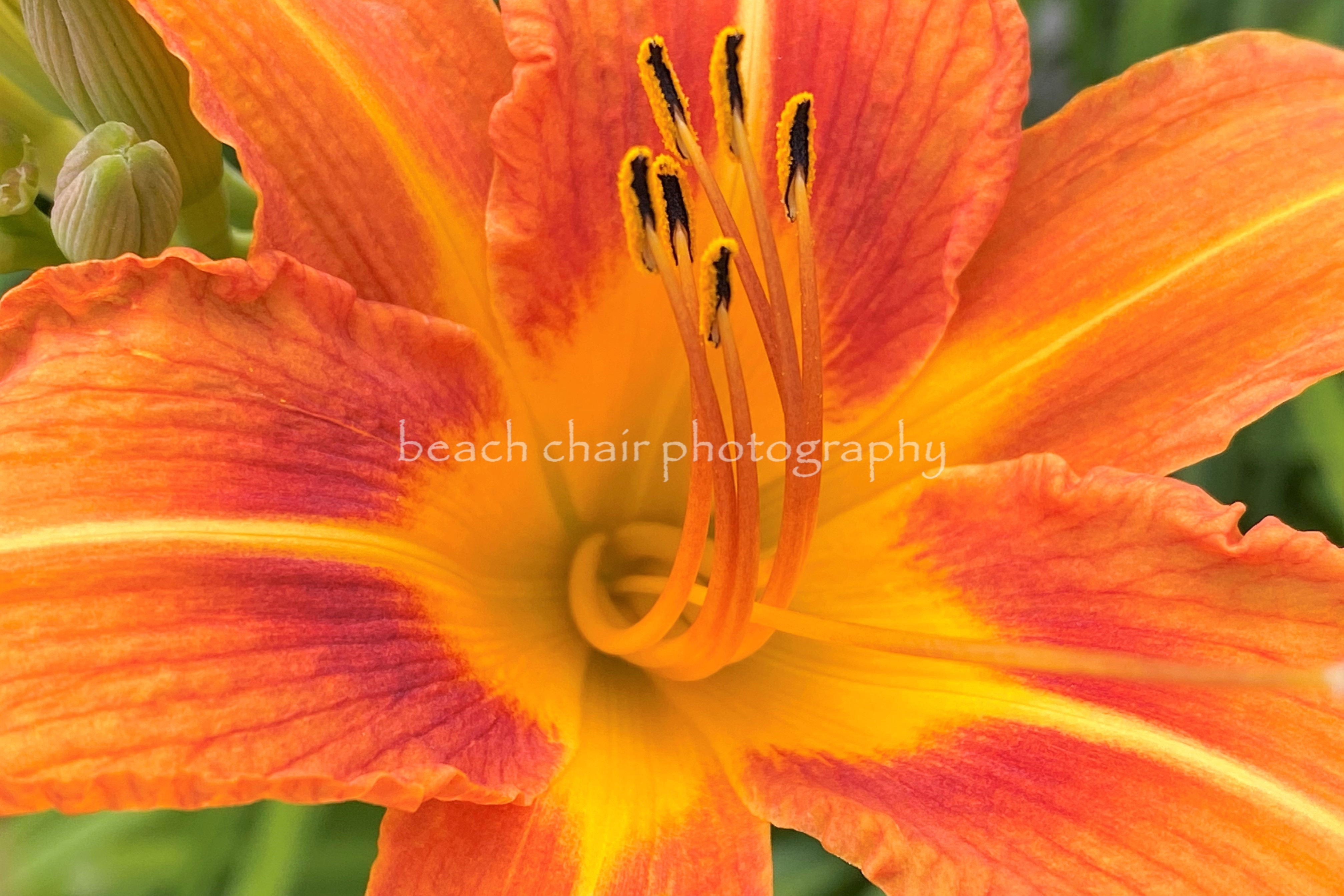Sunburst Lily