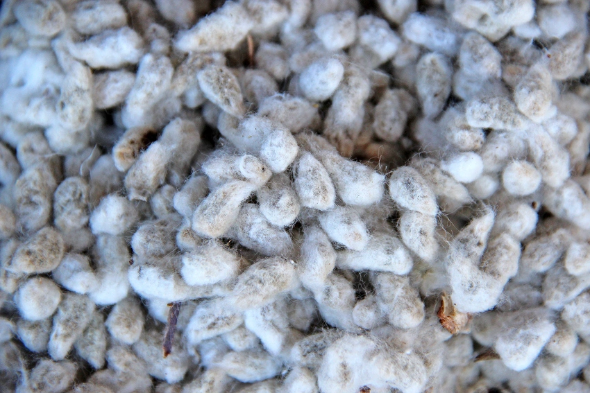 cotton-seed-staff-dfp-2026.webp