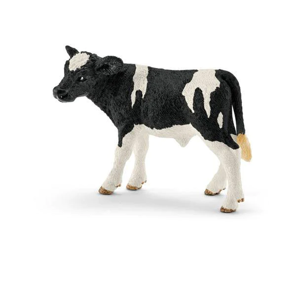 holstein calf.webp