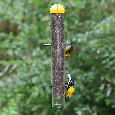 finch.webp
