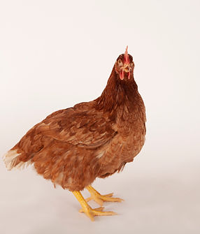 pullets plus brown layer.jpg