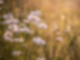 wildflowers4.jpg