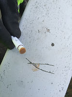 Paintel Lead Test