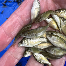 Holding boxed coarse fish