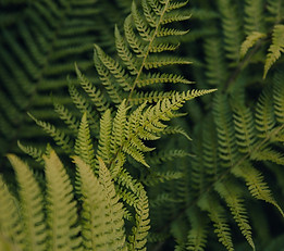 forest ferns