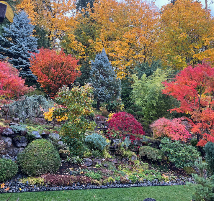 Vibrant Autumn Colors in Residential Garden - Rainbow of Magnolia