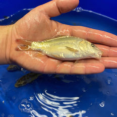Holding a boxed coarse fish