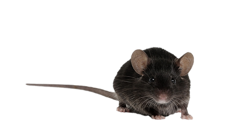 Rat or mouse looking at the camera_edite