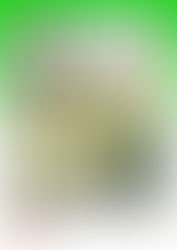 Jardins, ocells i flors