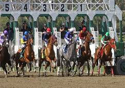 Night at the Races