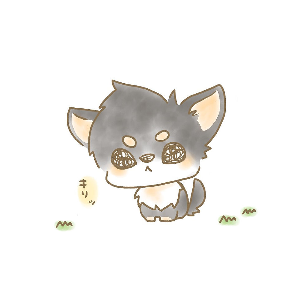黒チワワ