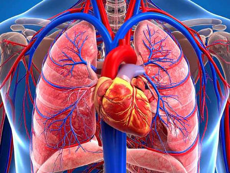 Warum ist der Stoffwechsel bei der Ernährung entscheidend?