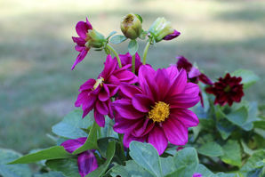 Dahlia pinnata_shutterdyx