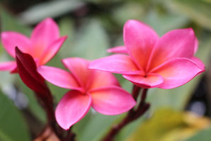 Red frangipani_shutterdyx