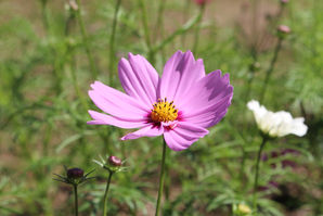 Cosmos flower_shutterdyx