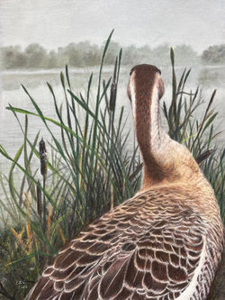 A Gander From a Blind Perspective