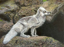 IN the Absence of Snow - Colored Pencil