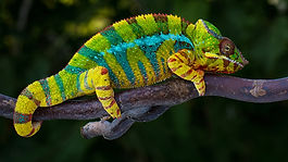 La théorie du caméléon