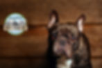 bulldog shopify copy.jpg
