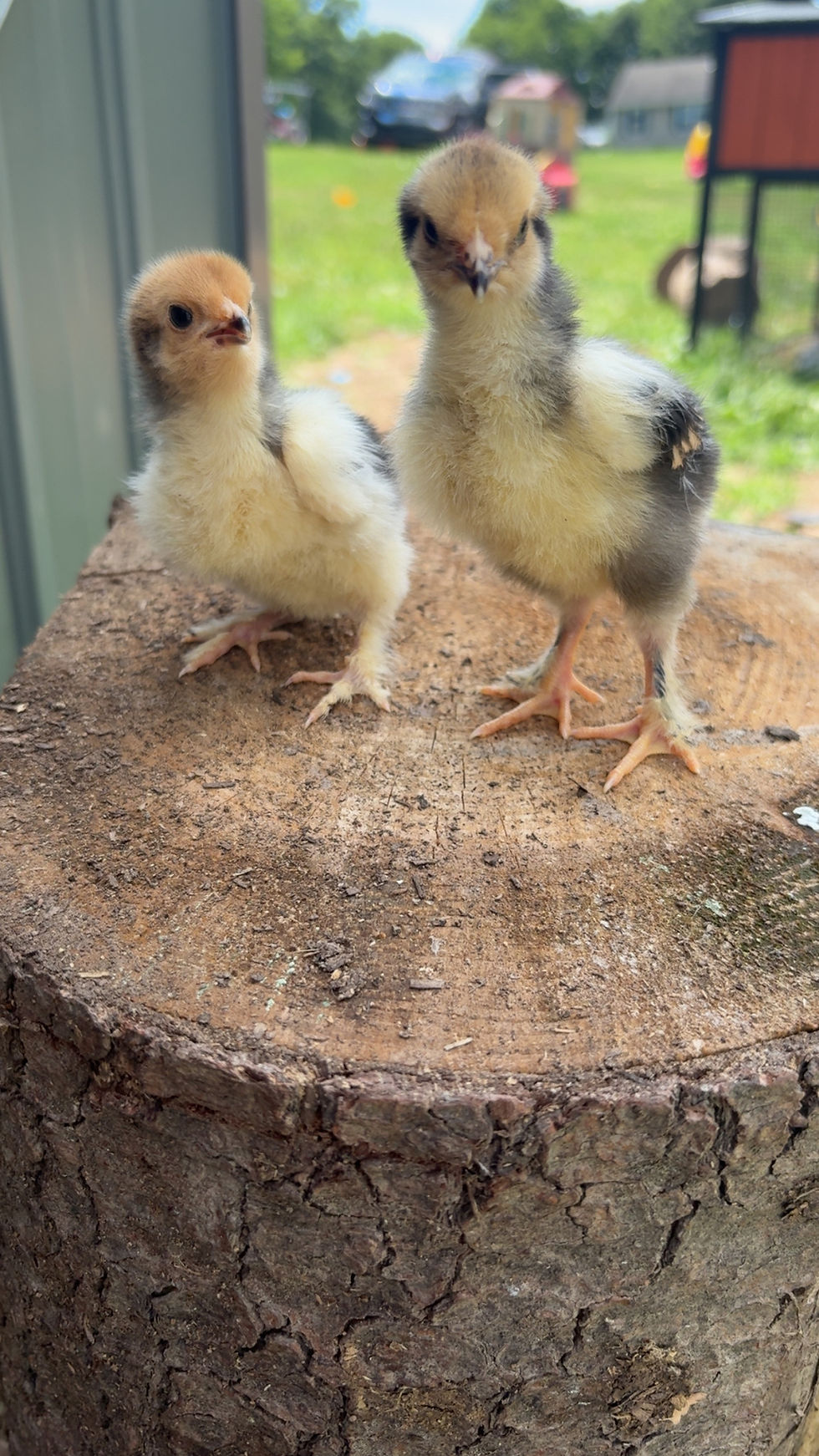 Thumbnail: Millie Brahma Say Old Chicks