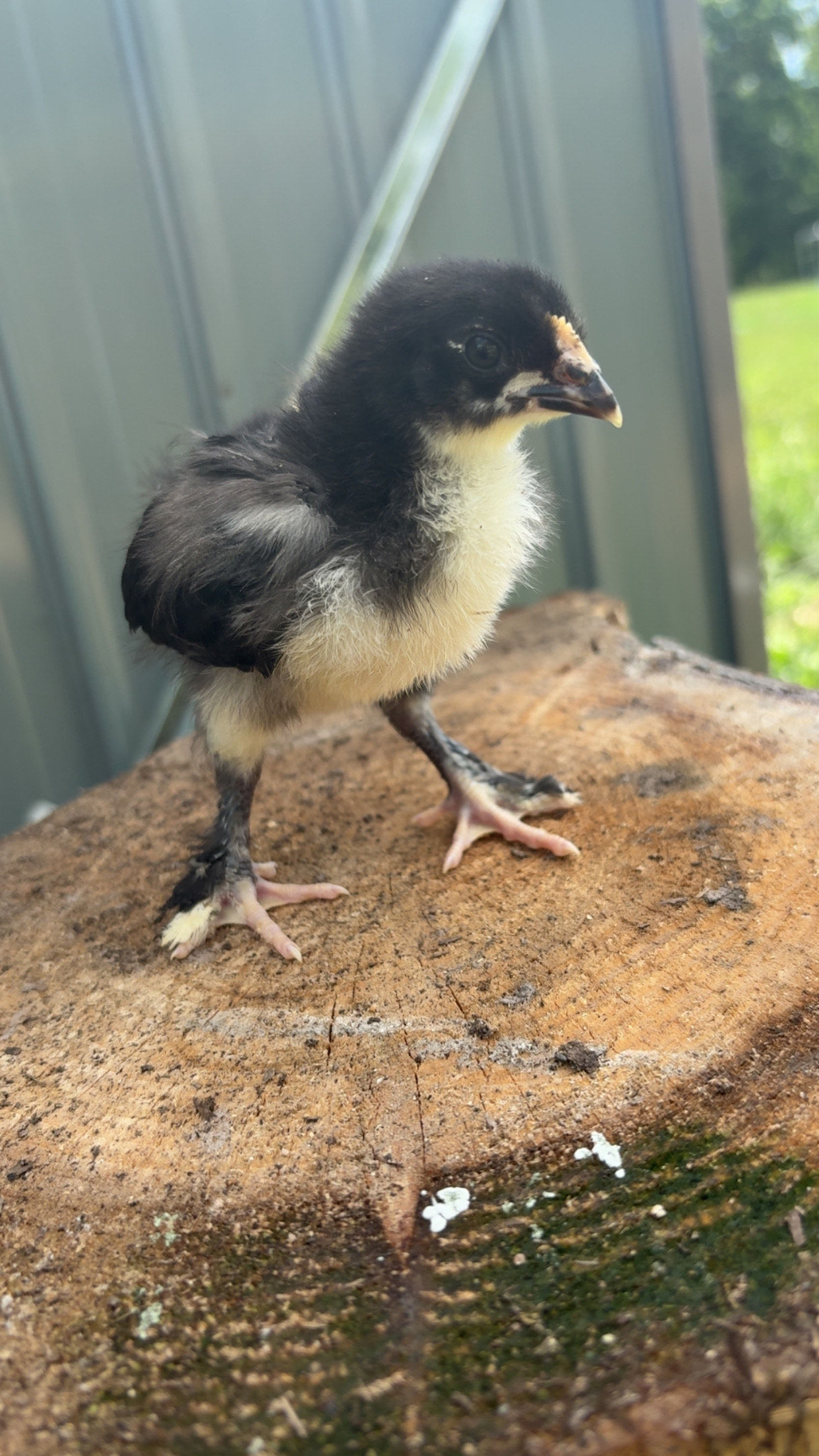 Black Cooper Maran Day Old Chicks