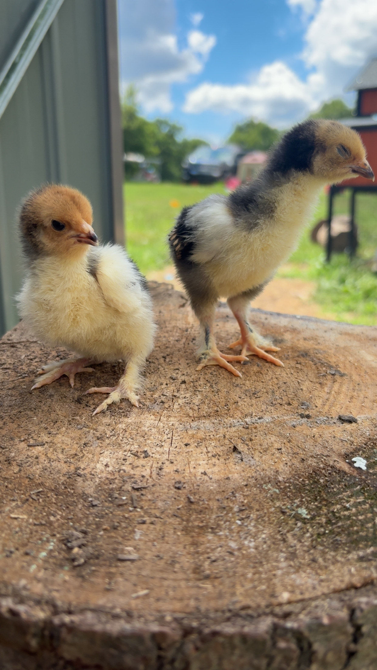 Millie Brahma Say Old Chicks