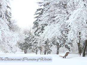 The Bittersweet Promise of Winter