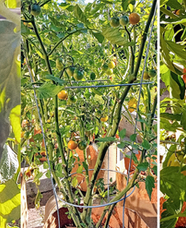 From Left: Better Boy Tomato, Sun Sugar Cherry Tomato, Roma Tomatoes. Images belong to Diary of a Flopping Fish.