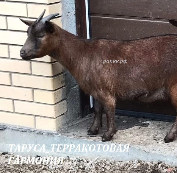 Таруса_сайт_2