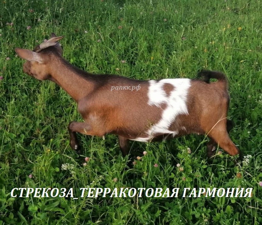 Стрекоза