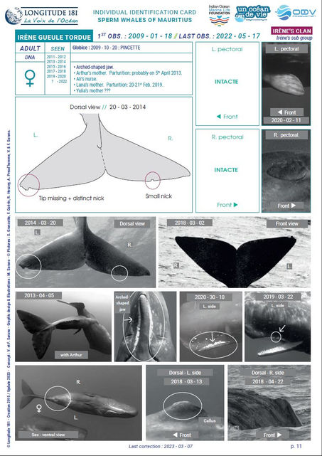 fiche identification cachalot.JPG